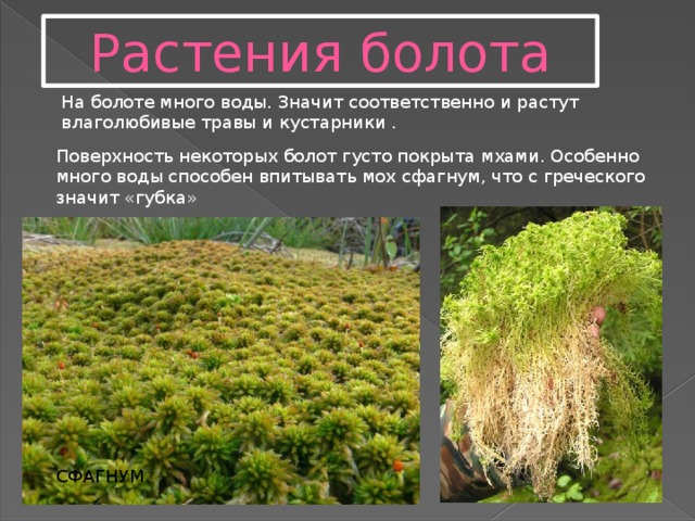 Рассмотри рисунки растений болот это мох сфагнум