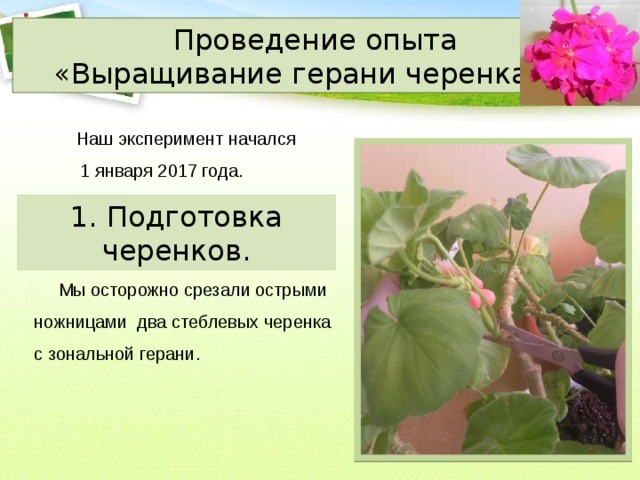 Стебель лабораторная работа. Проектная работа выращивание герани. Герань вывод. Размножение Зональной герани. Герань выращенная вегетативно.