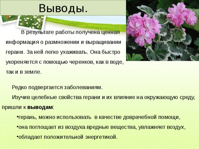 Проект герань 6 класс