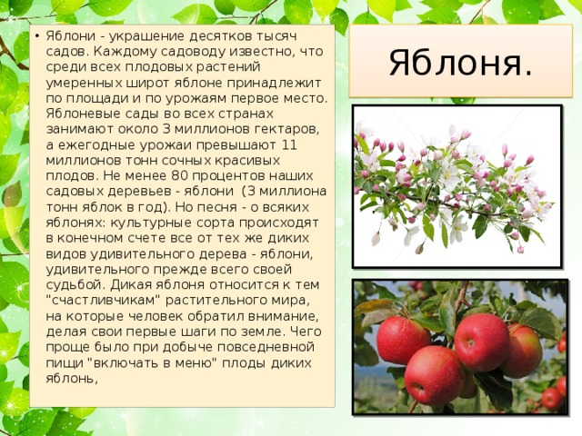 Яблоня относится к растениям. Доклад про яблоню. Яблоня описание дерева.