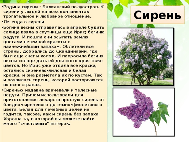 Презентация сирень средняя группа