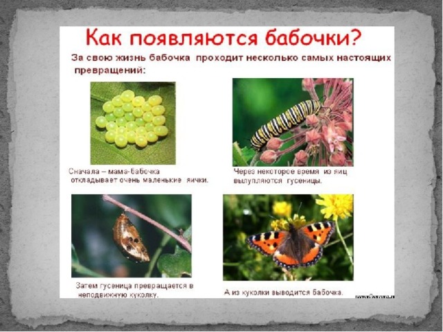 Как появляются бабочки проект