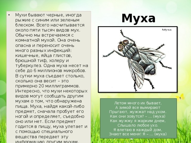 Описание картин мухи