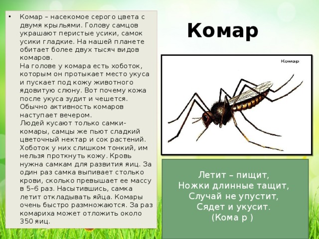 Комар презентация для детей