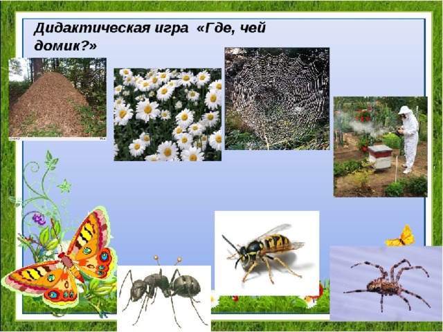 Где чей домик картинки насекомые