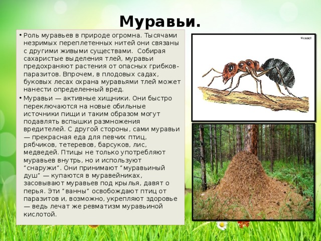 Какой тип развития характерен для муравья. Сообщение о муравьях. Рассказ о муравьях. Информация про муравьев. Рассказать про муравья.