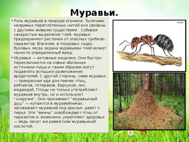 Лесной муравей тип развития