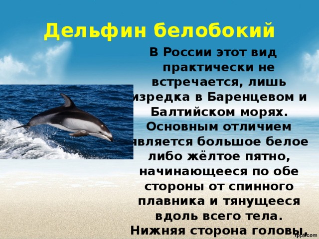 Дельфины люди моря проект