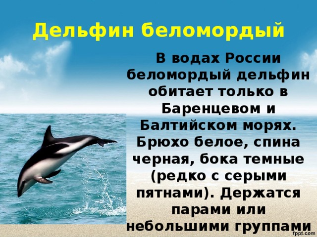 Дельфины люди моря проект 2 класс окружающий мир