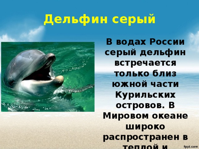 Дельфины люди моря проект 2 класс окружающий мир