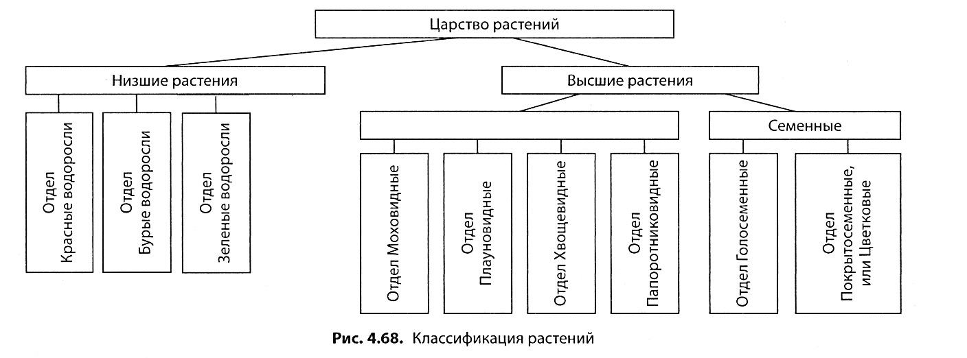 Отметьте верную схему классификации растений