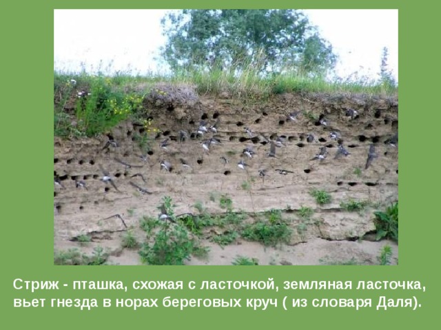 Сколько врагов у маленьких стрижей заполните схему стрижонок скрип