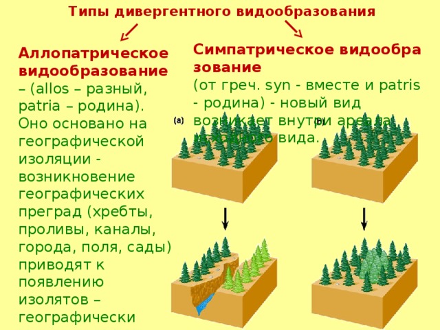 Типы дивергентного видообразования Симпатрическое видообразование (от греч. syn - вместе и patris- родина) - новый вид возникает внутри ареала исходного вида. Аллопатрическое видообразование   – (allos – разный, patria – родина). Оно основано на географической изоляции - возникновение географических преград (хребты, проливы, каналы, города, поля, сады) приводят к появлению изолятов – географически изолированных популяций. 