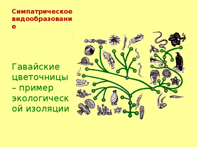 Симпатрическое видообразование Гавайские цветочницы – пример экологической изоляции 