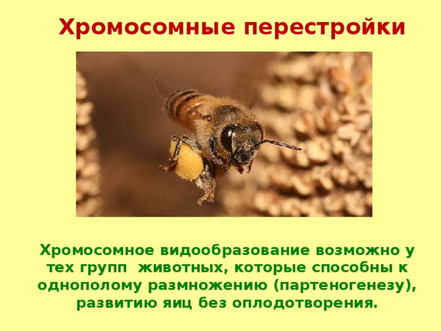 Хромосомные перестройки Хромосомное видообразование возможно у тех групп животных, которые способны к однополому размножению (партеногенезу), развитию яиц без оплодотворения. 