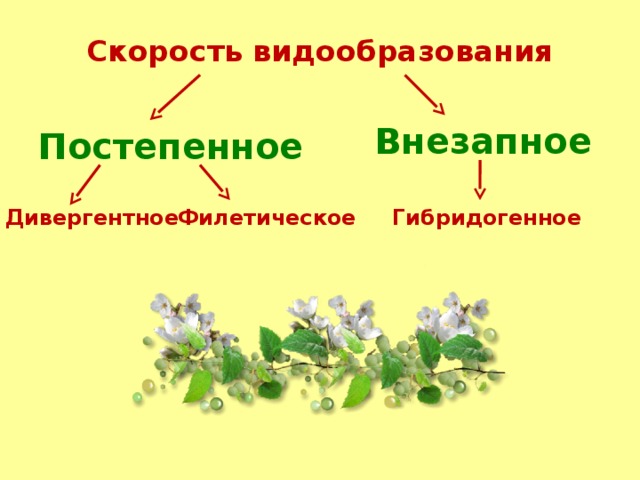 Скорость видообразования Внезапное Постепенное  Дивергентное  Филетическое Гибридогенное 