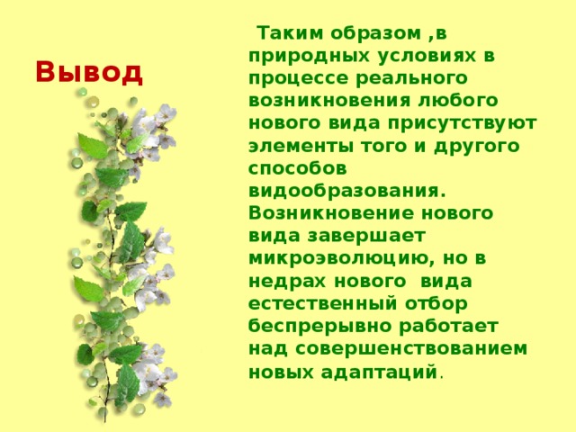 Вывод  Таким образом ,в природных условиях в процессе реального возникновения любого нового вида присутствуют элементы того и другого способов видообразования. Возникновение нового вида завершает микроэволюцию, но в недрах нового  вида естественный отбор беспрерывно работает над совершенствованием новых адаптаций .   