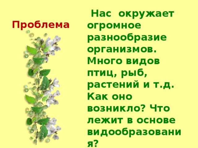 Проблема   Нас окружает огромное разнообразие организмов. Много видов птиц, рыб, растений и т.д. Как оно возникло? Что лежит в основе видообразования? 