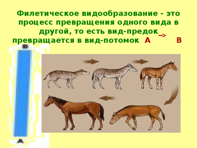 Филетическое видообразование - это процесс превращения одного вида в другой, то есть вид-предок превращается в вид-потомок А  В    