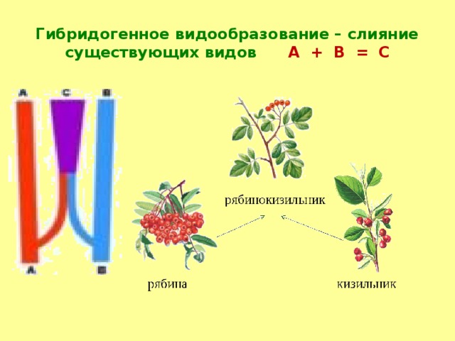 Гибридогенное видообразование – слияние существующих видов А + В = С 