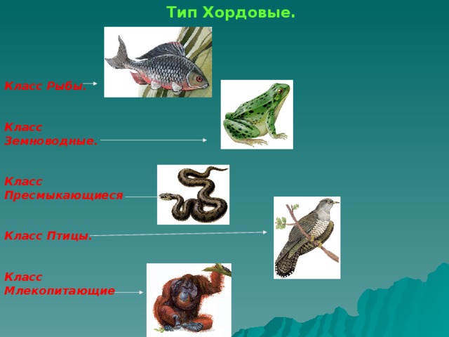 Рыбы пресмыкающиеся. Хордовые позвоночные пресмыкающиеся. Пресмыкающиеся типа Хордовые относят. Класс пресмыкающиеся Тип Хордовые. Хордовые рептилии.