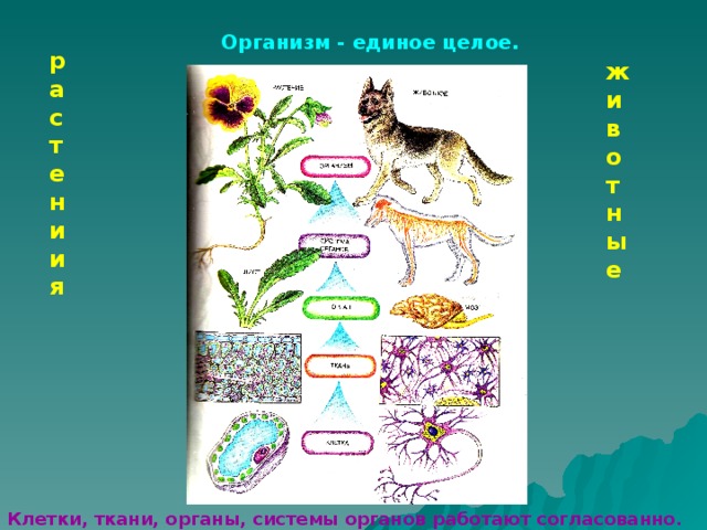 Организм - единое целое. растениия животные Клетки, ткани, органы, системы органов работают согласованно. 