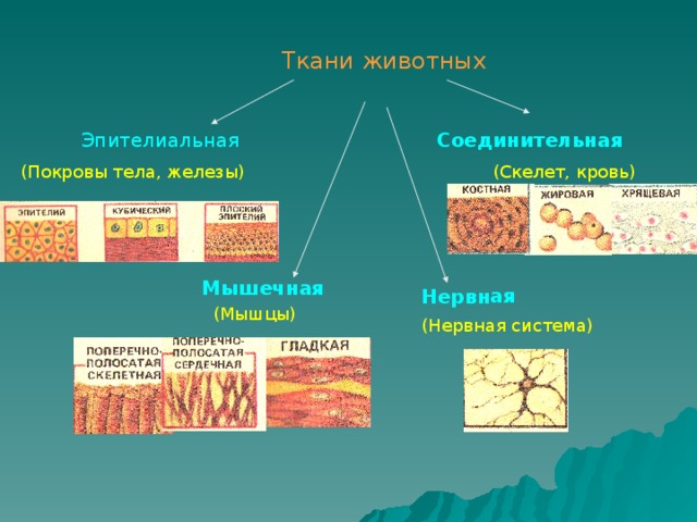 Нервная Ткани животных Эпителиальная  Соединительная (Скелет, кровь) (Покровы тела, железы) Мышечная (Мышцы) (Нервная система) 