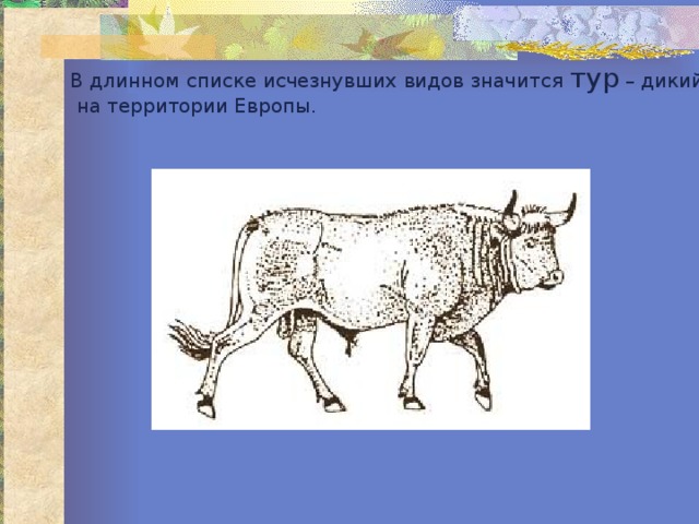 В длинном списке исчезнувших видов значится тур – дикий бык, живший  на территории Европы. 