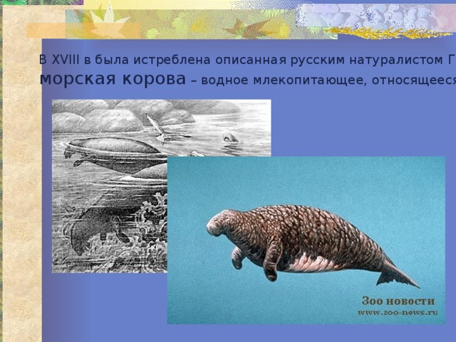 В XVIII в была истреблена описанная русским натуралистом Г.В. Стеллером морская корова – водное млекопитающее, относящееся к отряду сирен. 