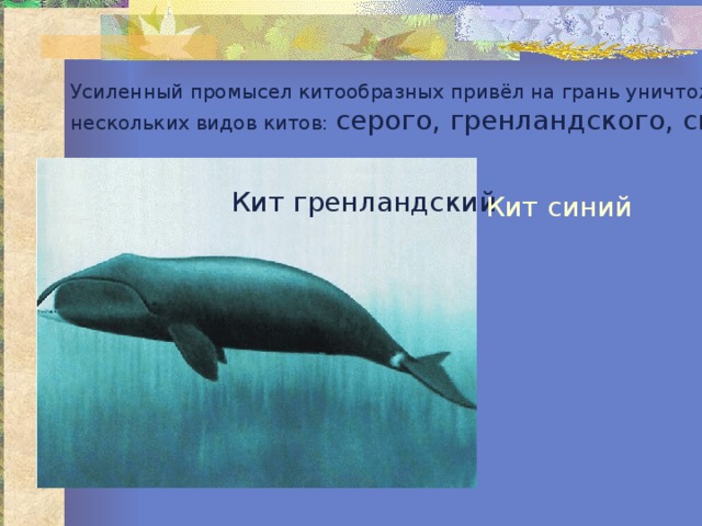 Усиленный промысел китообразных привёл на грань уничтожения нескольких видов китов: серого, гренландского, синего . Кит гренландский Кит синий 