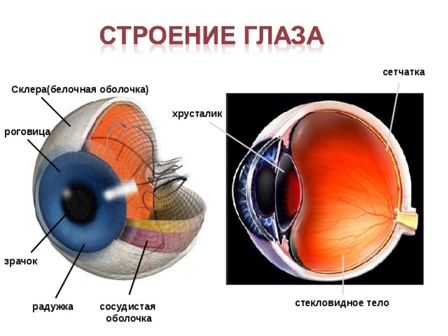 Мышцы, приводящие в движение глазное яблоко Глазное яблоко Глазной нерв 