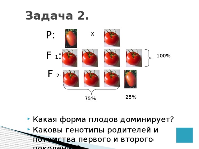 Задача 2. Р: Х F 1 : 100% F 2: 25% 75% Какая форма плодов доминирует? Каковы генотипы родителей и потомства первого и второго поколения?  