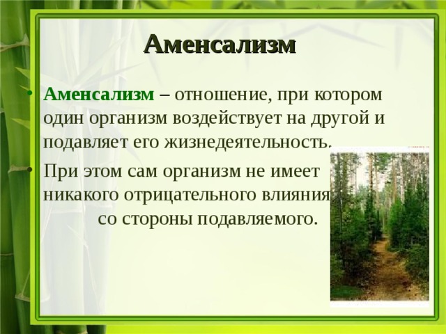 Аменсализм Аменсализм – отношение, при котором один организм воздействует на другой и подавляет его жизнедеятельность. При этом сам организм не имеет никакого отрицательного влияния со стороны подавляемого. 