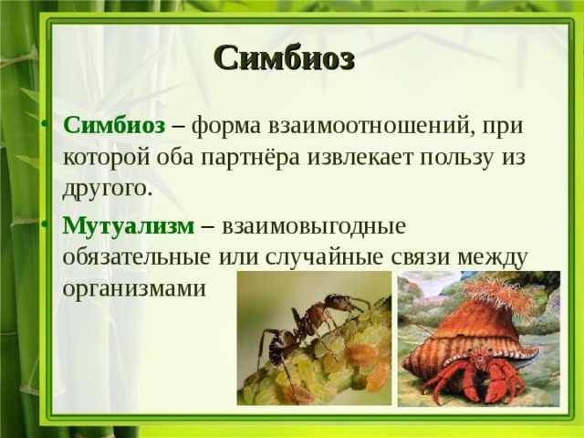 Симбиотические отношения в природе это взаимовыгодное. Симбиоз это в биологии. Симбиоз это в биологии кратко. Что такое симбиоз кратко. Симбиотические взаимоотношения примеры.