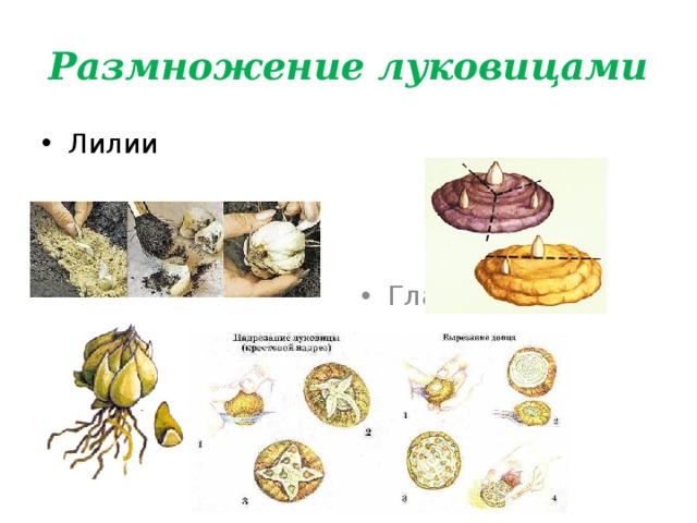 Размножение луковицами