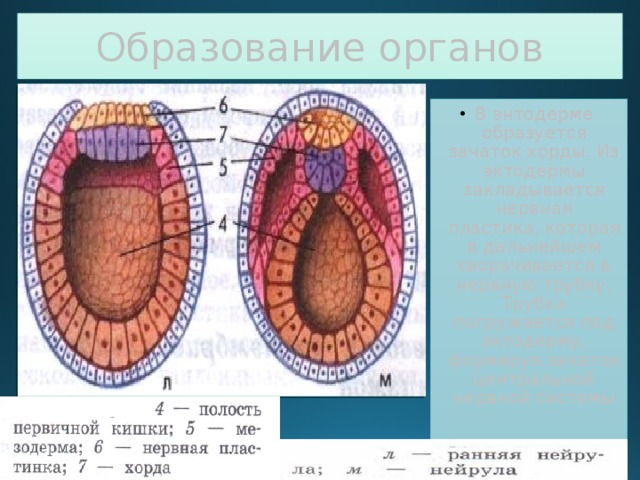 Из энтодермы образуется. Органы образования. Хорда эктодерма энтодерма. Хорда из энтодермы. Из энтодермы образуются.