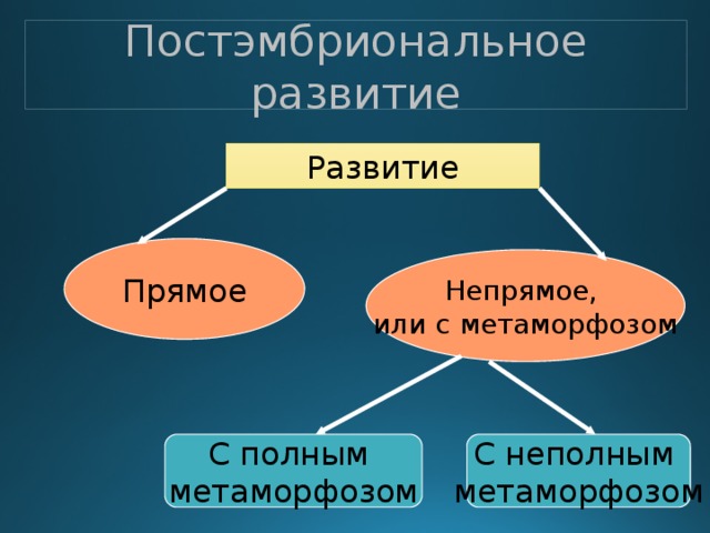 Презентация постэмбриональное развитие 10 класс профильный уровень