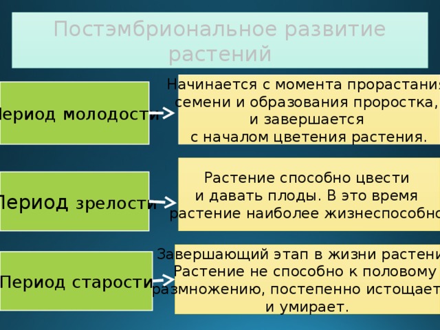 С какого момента начинает. Периоды постэмбрионального развития растений. Постэмбриональный период у растений. Эмбриональный период развития растений. Фазы постэ брионального развития.