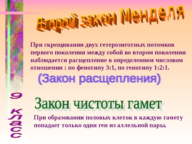 При скрещивании двух гетерозиготных потомков первого поколения между собой во втором поколении наблюдается расщепление в определенном числовом отношении : по фенотипу 3:1, по генотипу 1:2:1. При образовании половых клеток в каждую гамету попадает только один ген из аллельной пары.  