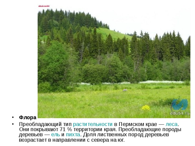 Флора Преобладающий тип растительности в Пермском крае — леса . Они покрывают 71 % территории края. Преобладающие породы деревьев — ель и пихта . Доля лиственных пород деревьев возрастает в направлении с севера на юг. 