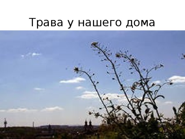 Трава у нашего дома 2 класс перспектива. Травы у дома окружающий мир. Трава у нашего дома окружающий мир.