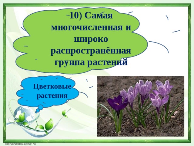 10) Самая многочисленная и широко распространённая группа растений Цветковые растения