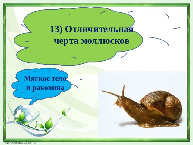 13) Отличительная черта моллюсков Мягкое тело и раковина