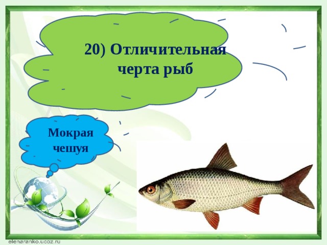 20) Отличительная черта рыб Мокрая чешуя