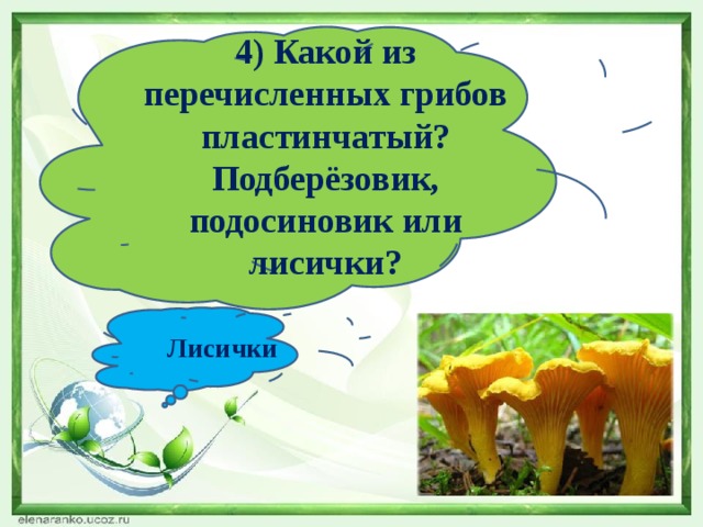 4) Какой из перечисленных грибов пластинчатый? Подберёзовик, подосиновик или лисички? Лисички