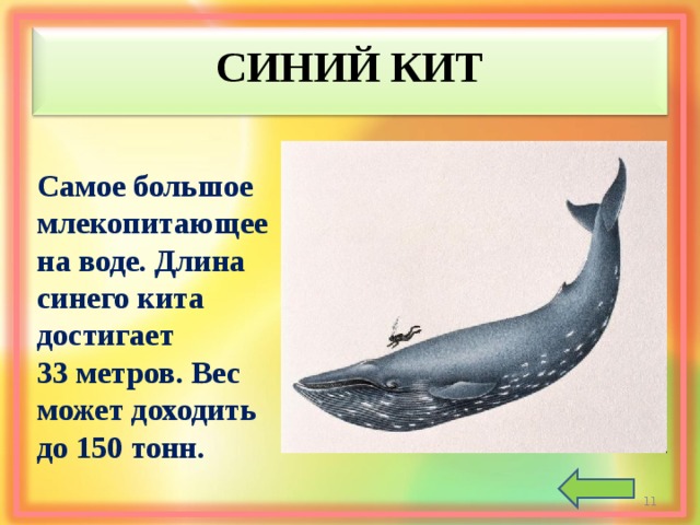 СИНИЙ КИТ Самое большое млекопитающее на воде. Длина синего кита достигает 33 метров. Вес может доходить до 150 тонн.