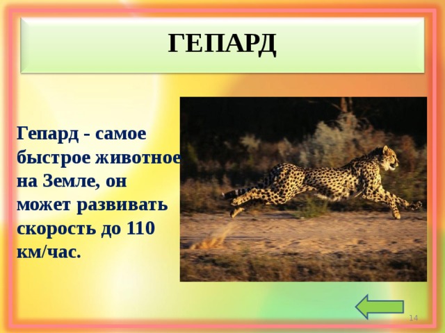 ГЕПАРД Гепард - самое быстрое животное на Земле, он может развивать скорость до 110 км/час.