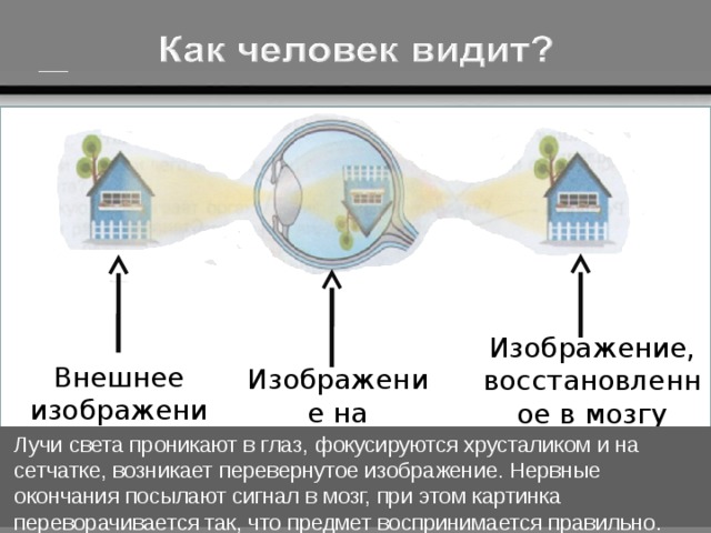 Изображение, восстановленное в мозгу Внешнее изображение Изображение на сетчатке Лучи света проникают в глаз, фокусируются хрусталиком и на сетчатке, возникает перевернутое изображение. Нервные окончания посылают сигнал в мозг, при этом картинка переворачивается так, что предмет воспринимается правильно. 