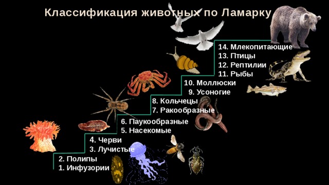 Классификация животных по Ламарку 14. Млекопитающие 13. Птицы 12. Рептилии 11. Рыбы 10. Моллюски  9. Усоногие 8. Кольчецы 7. Ракообразные 6. Паукообразные 5. Насекомые 4 . Черви 3. Лучистые 2. Полипы 1. Инфузории 