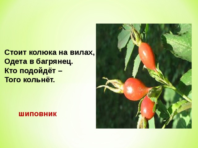 Шиповник стоял повернувшись. Стоит Колюка одета в багрянец кто подойдёт того кольнёт что это. Стоит колючка на Вилах одета в багрянец кто подойдёт того кольнёт. Стоит колючка одета в багрянец кто подойдёт того кольнёт. Сидит колючка на Вилах одета в багрянец кто подойдет того кольнет.